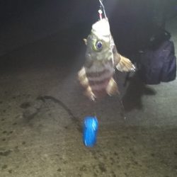 サビキでヒラメ